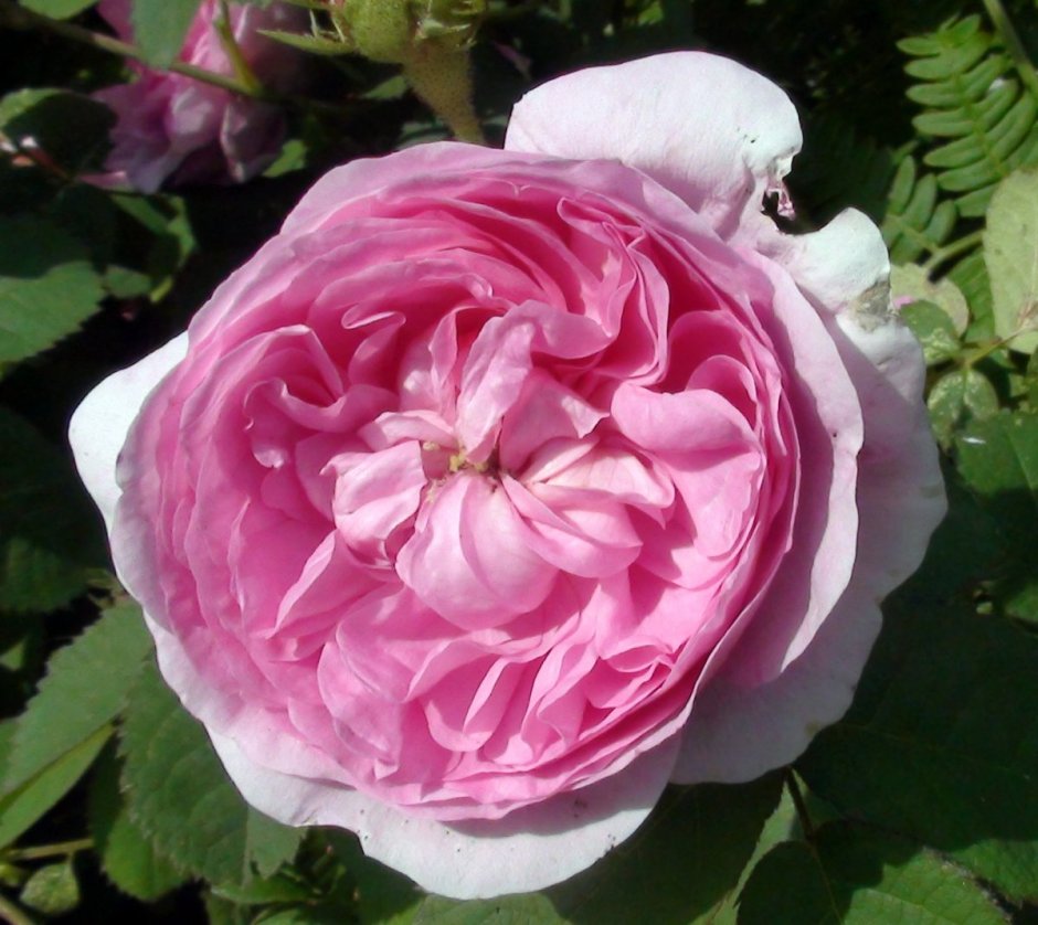 Аромамист Rosa Centifolia с фитоэкстрактом роза