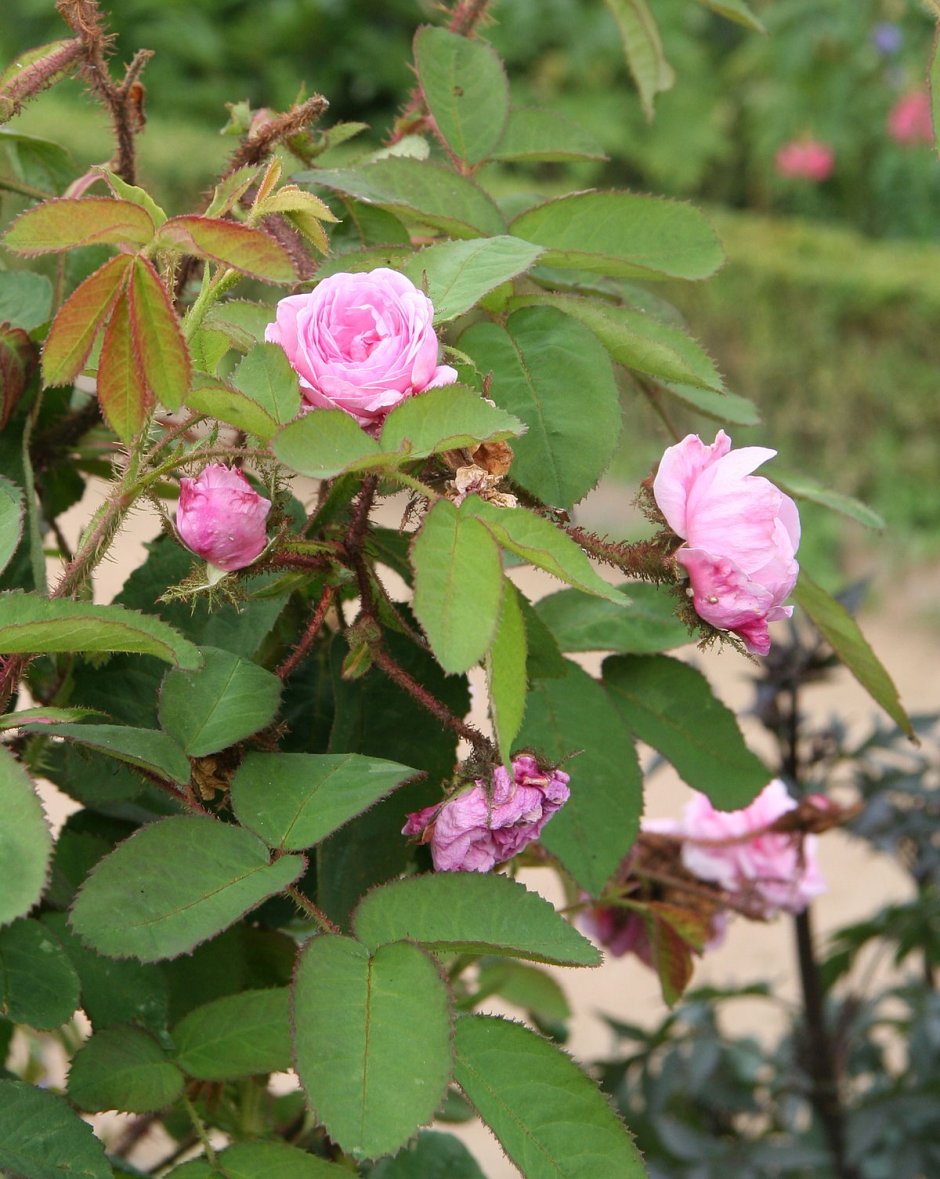 Роза Juno Centifolia
