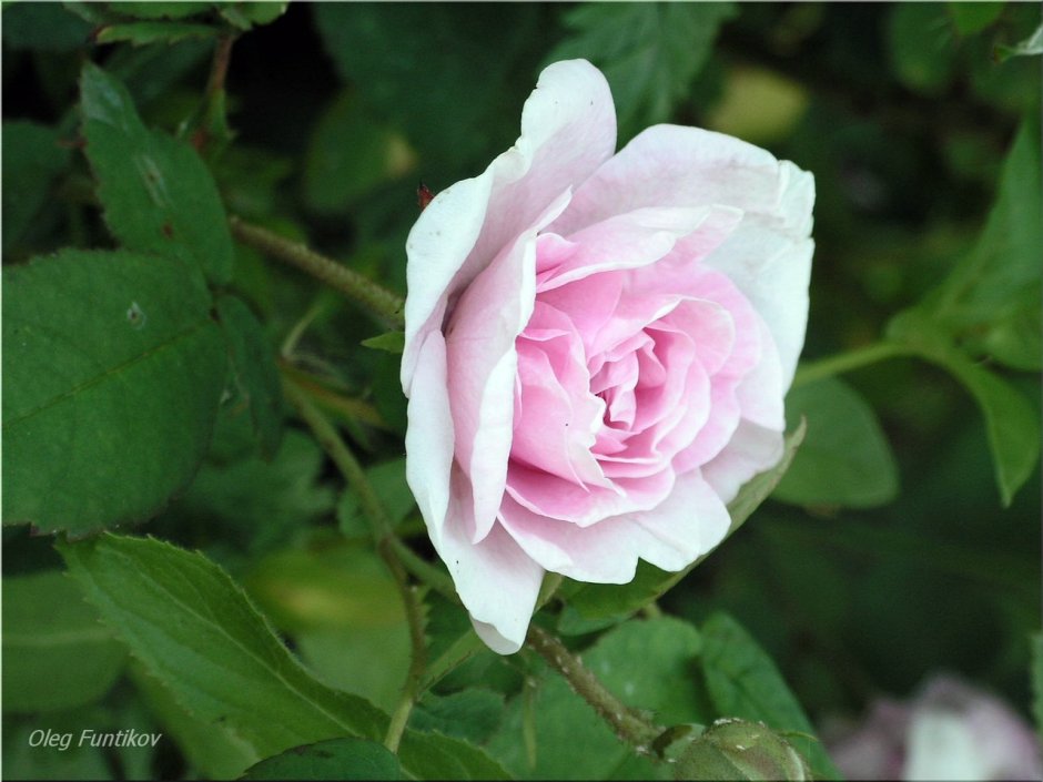 Роза Centifolia muscosa