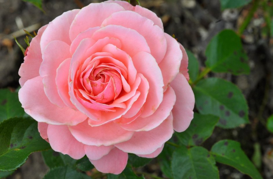 Роза ботаника 82