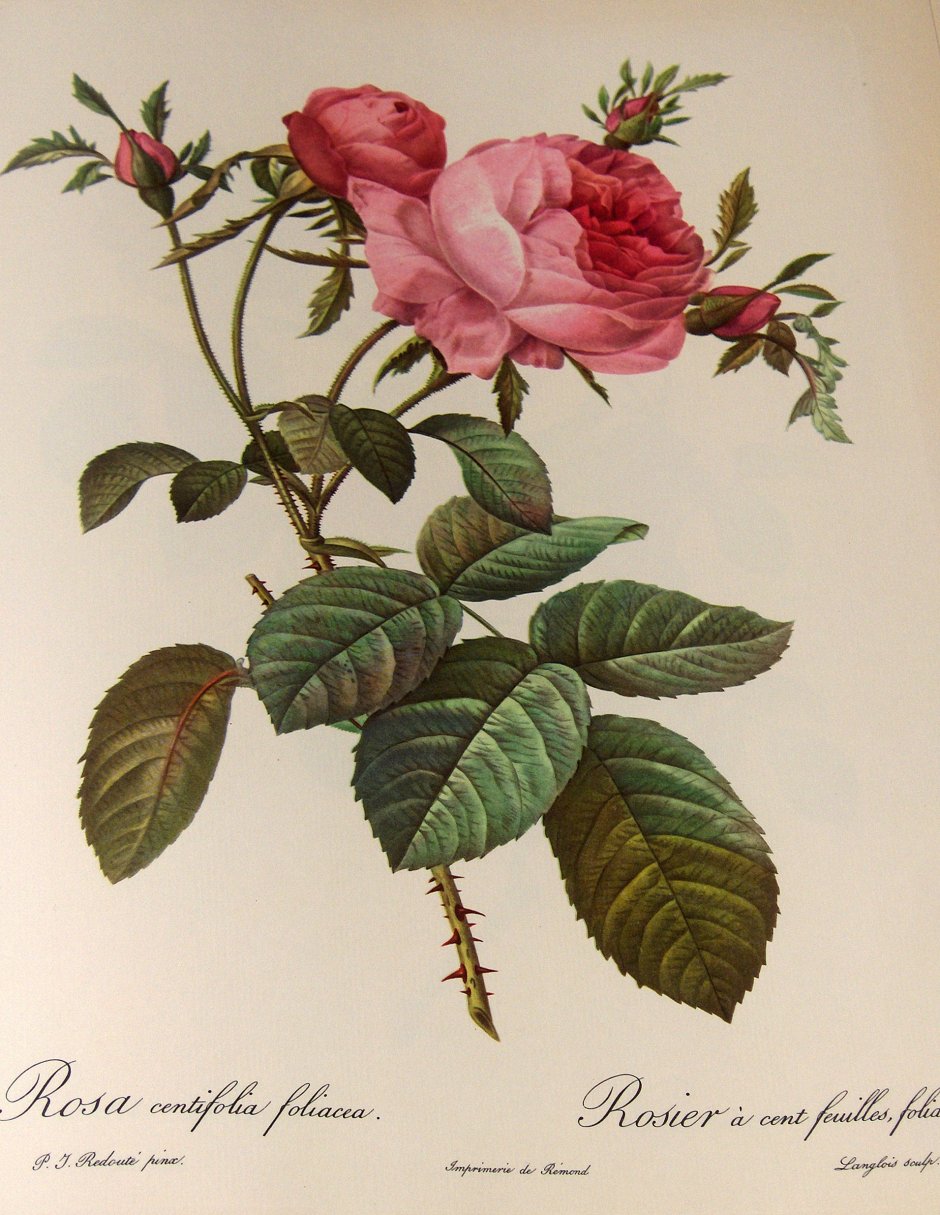 Роза центифолия Мускоза (Centifolia muscosa)
