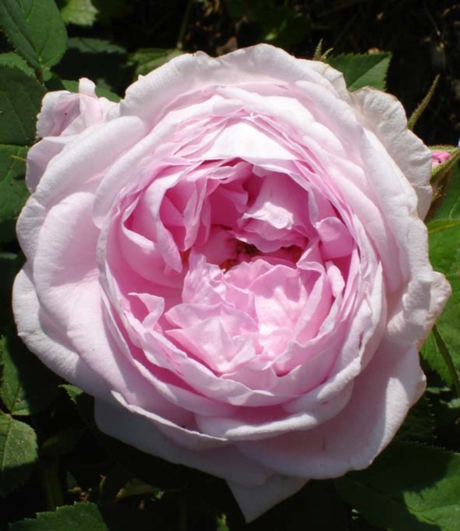 Роза флорибунда Россион