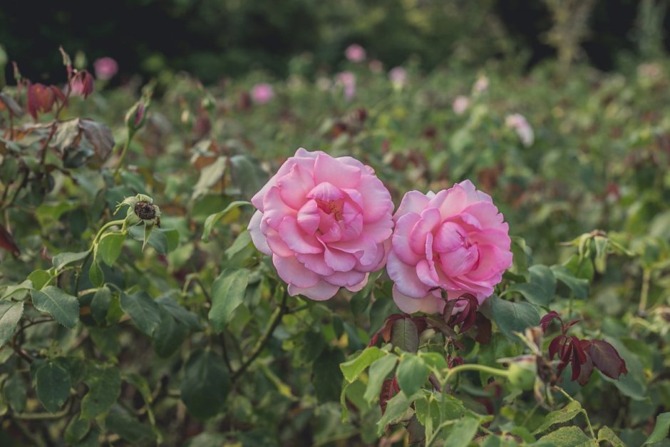 Роза Rosa Centifolia muscosa