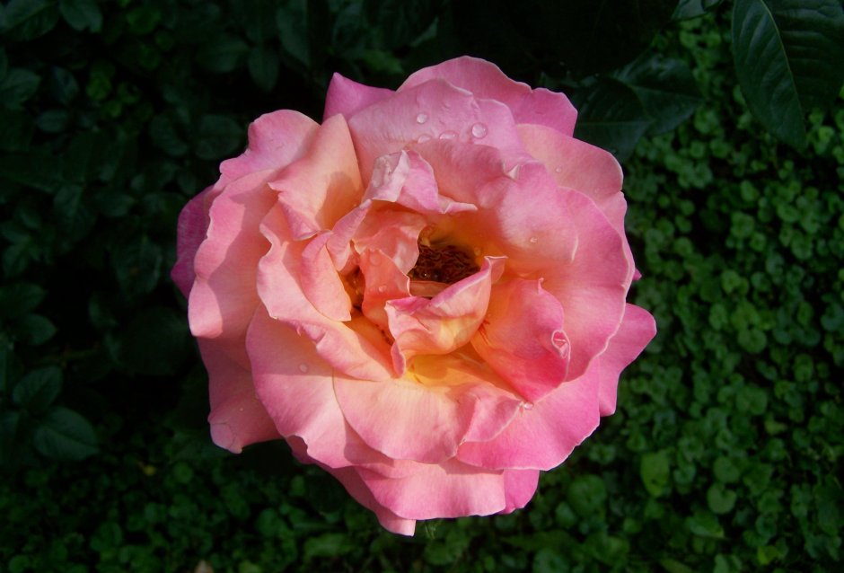 Rosa Centifolia muscosa
