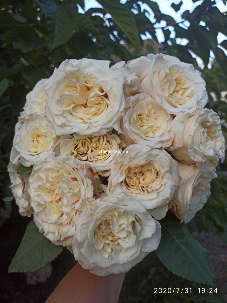 Сиреневая роза Эквадор название сорта