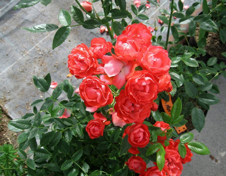 Полиантовая роза morsdag