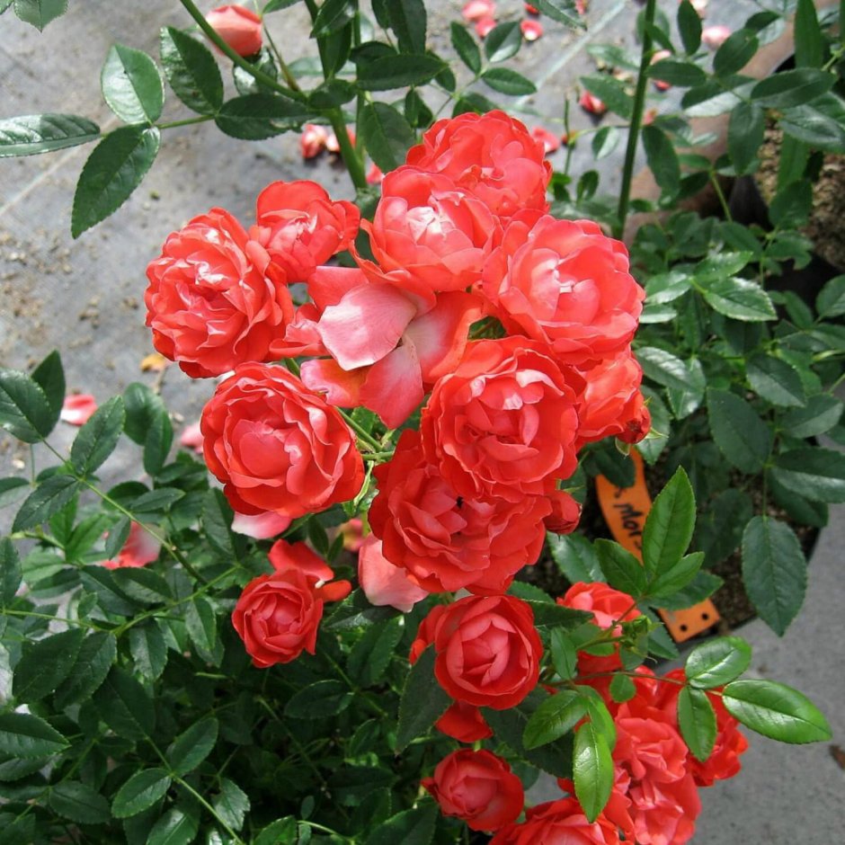 Роза миниатюрная Вайт Морсдаг