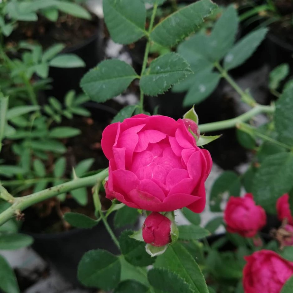 Ред Морсдаг роза полиантовая