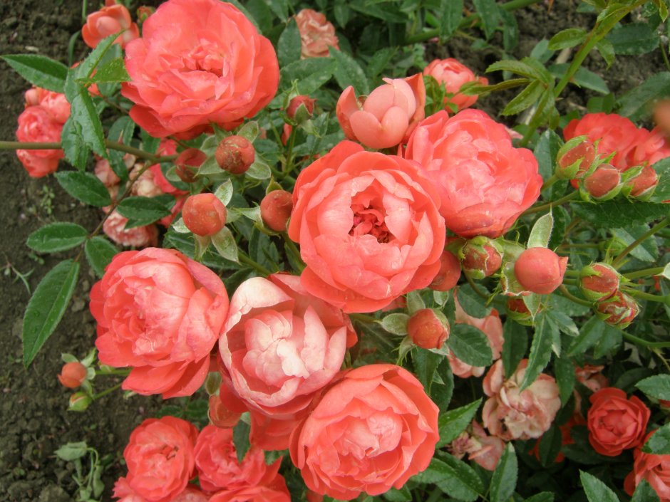 Роза полиантовая Морсдаг