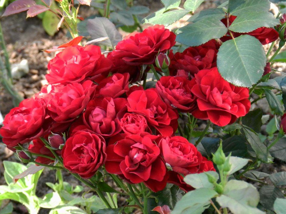 Полиантовая роза morsdag