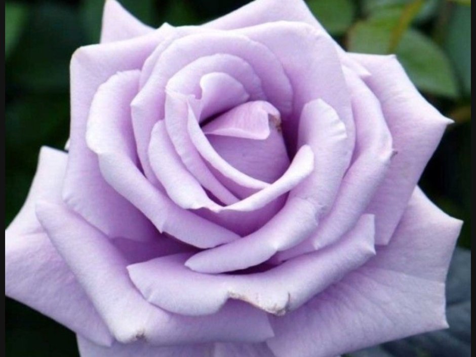 Early Grey роза