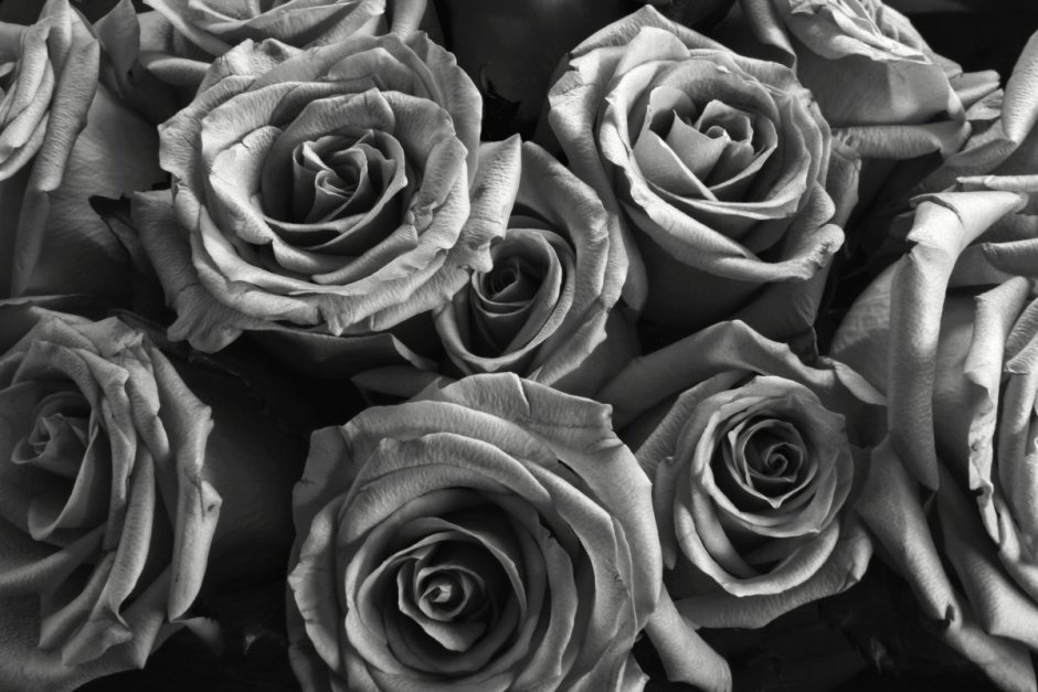 Silver Shadow роза