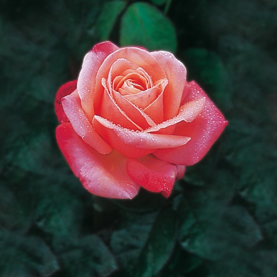 Роза чайно-гибридная фулл Хаус