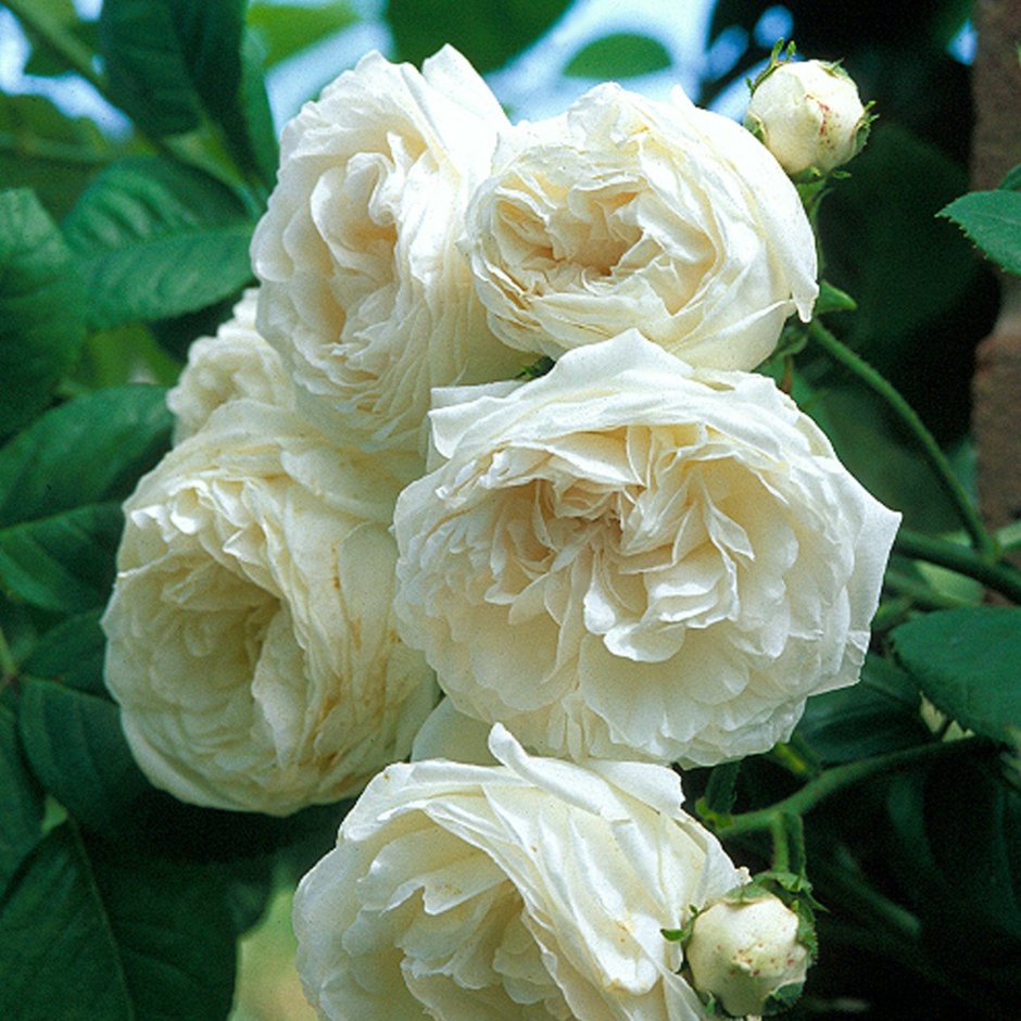 Tibet Rose роза