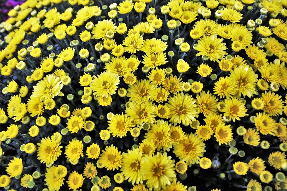 Корейская мелкоцветковая Хризантема