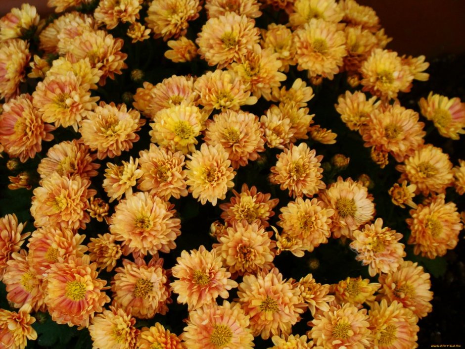 Хризантемы кустовые мелкоцветковые