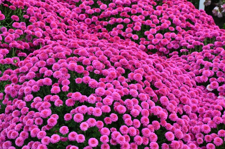 Хризантема мелкоцветковая розовая