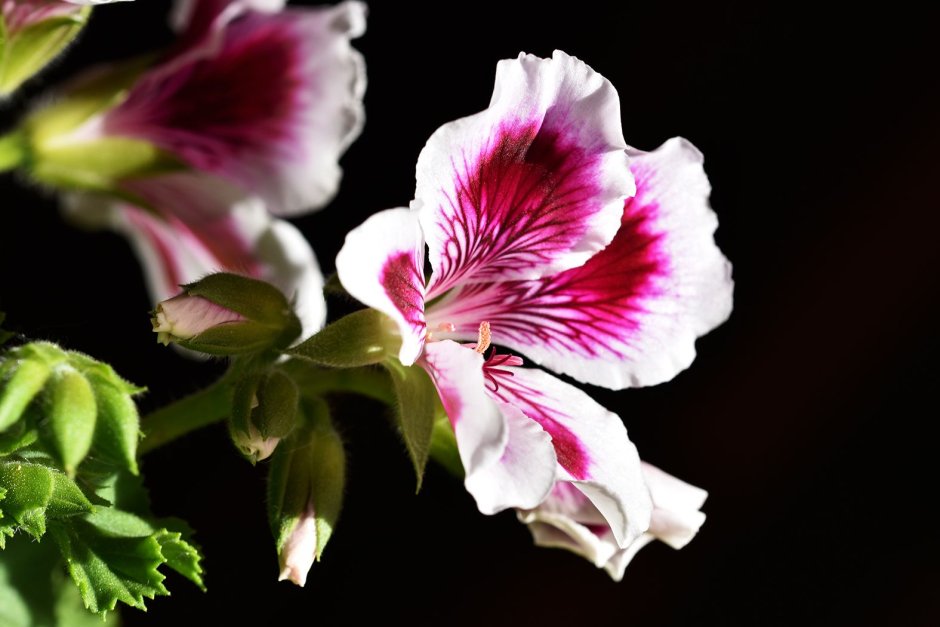 Pink Geranium пеларгония