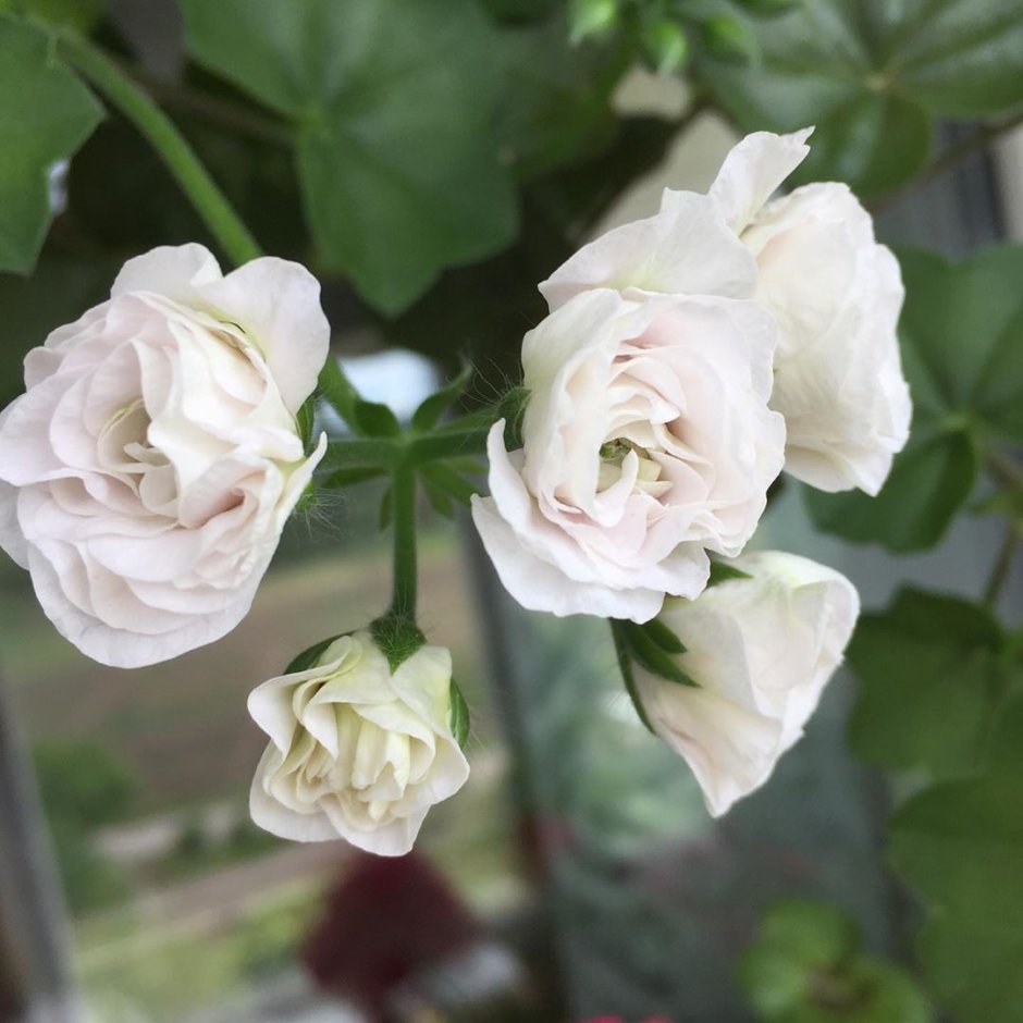 Плющелистная - Ice Rose (Ледяная роза)