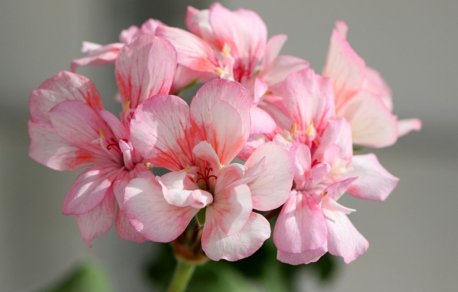 Pink Geranium пеларгония