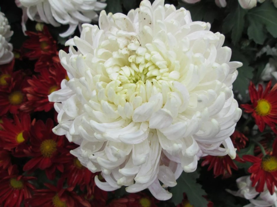 Хризантема белая крупноцветковая