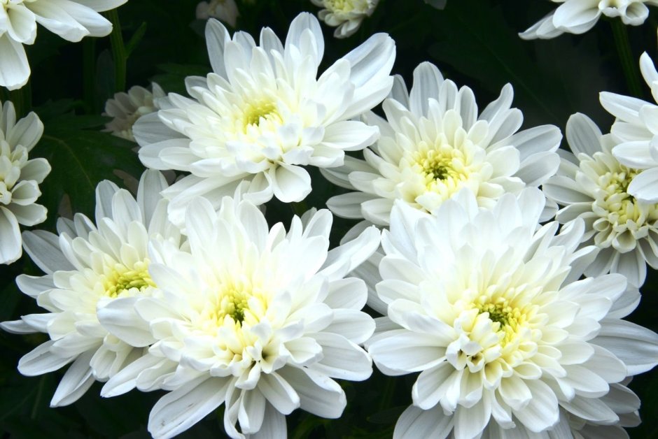 Уфа цветы хризантемы