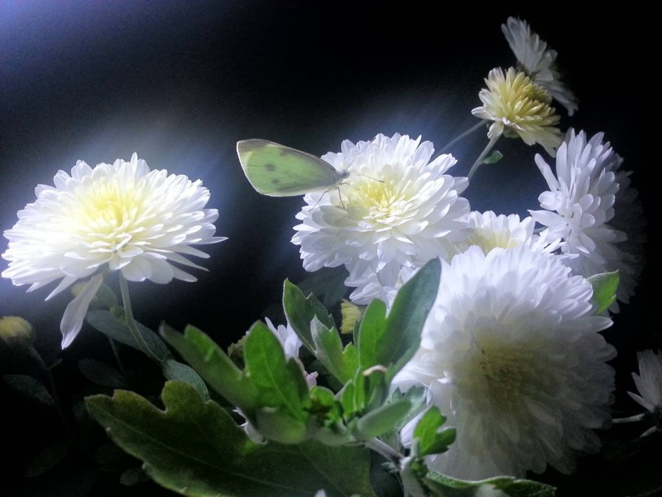 Хризантема палудозум белая