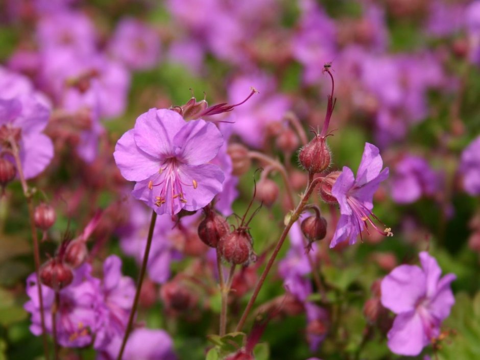 Герань Кембриджская Geranium cantabrigiense