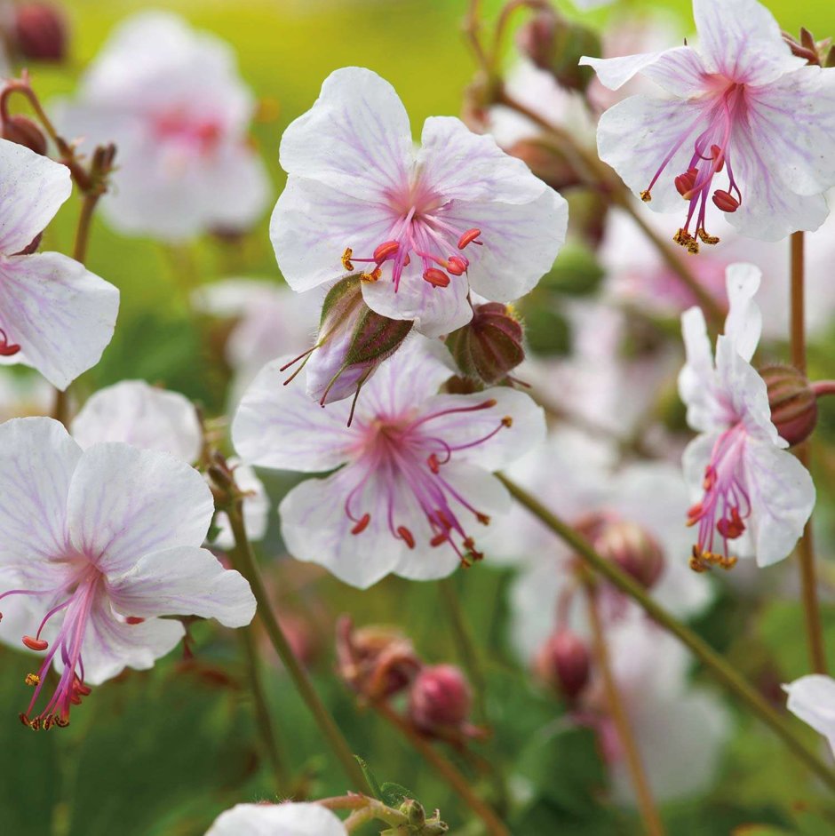 Герань кантабриджийская (Geranium cantabrigense &#96;Biokovo &#96;)