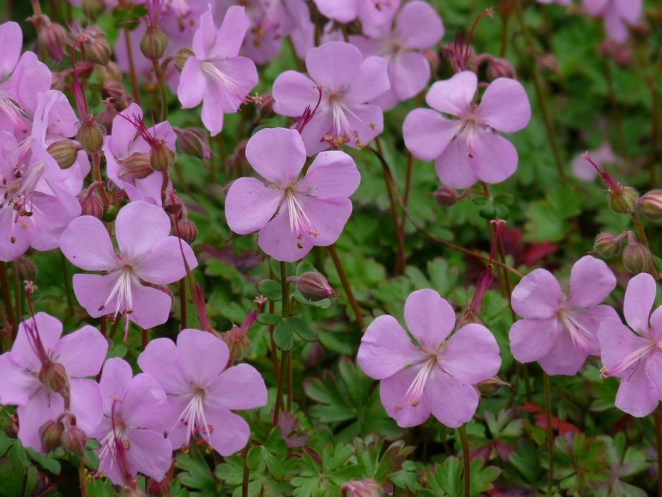 Герань кантабриджийская (Geranium cantabrigense &#96;Biokovo &#96;)