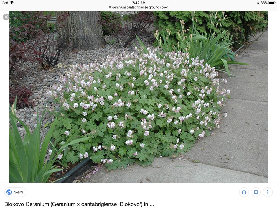 Герань Geranium cantabrigiense Biokovo