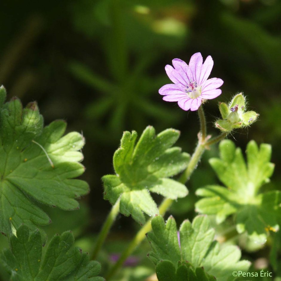 Geranium pyrenaicum