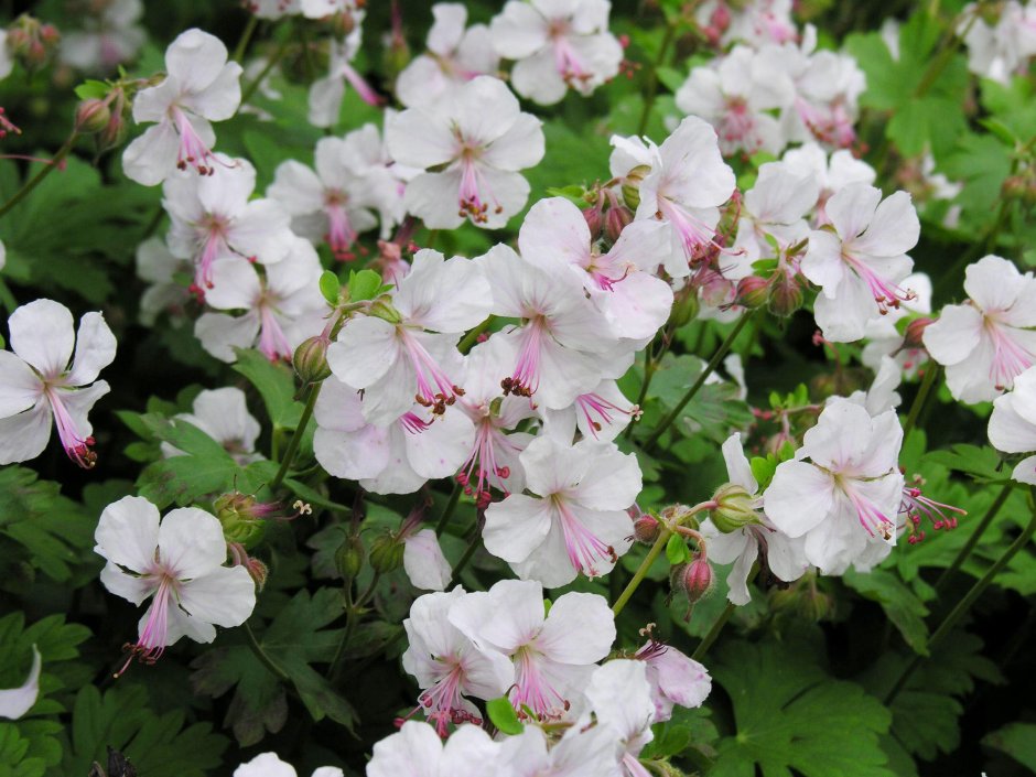 Герань кантабриджийская (Geranium cantabrigense &#96;St. Ola&#96;)