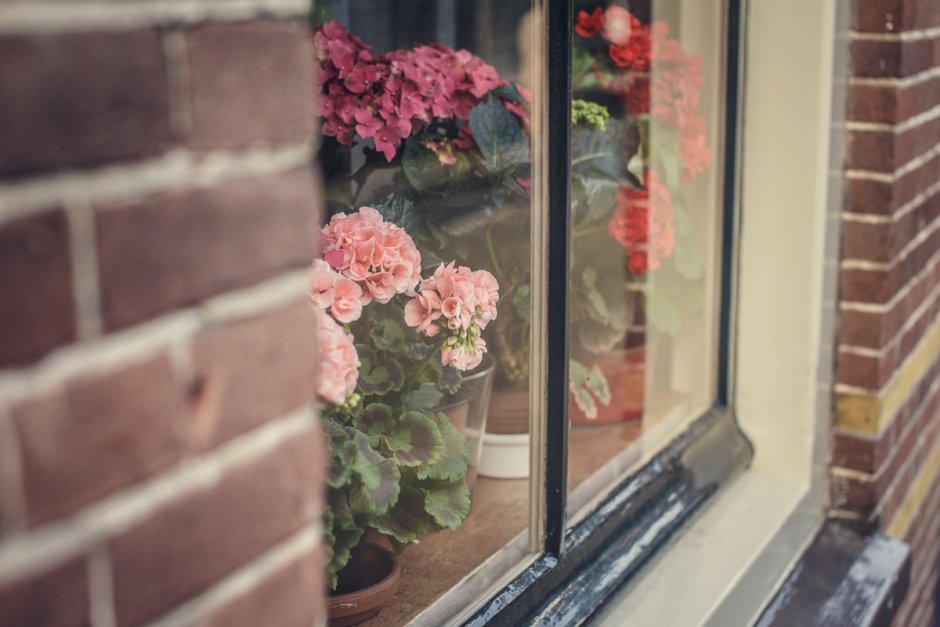 Flower behind the Window