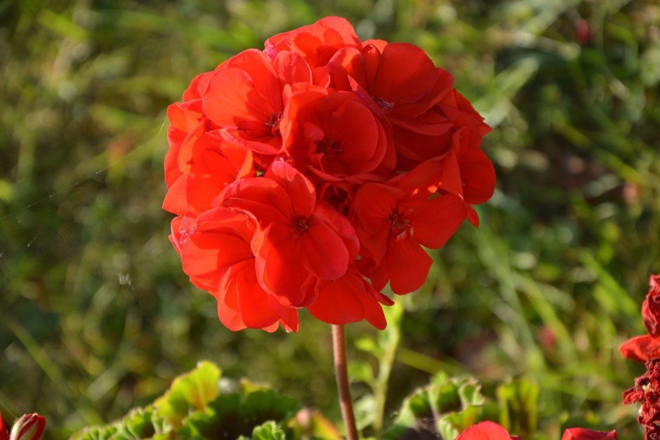 Красная герань – Red Geranium