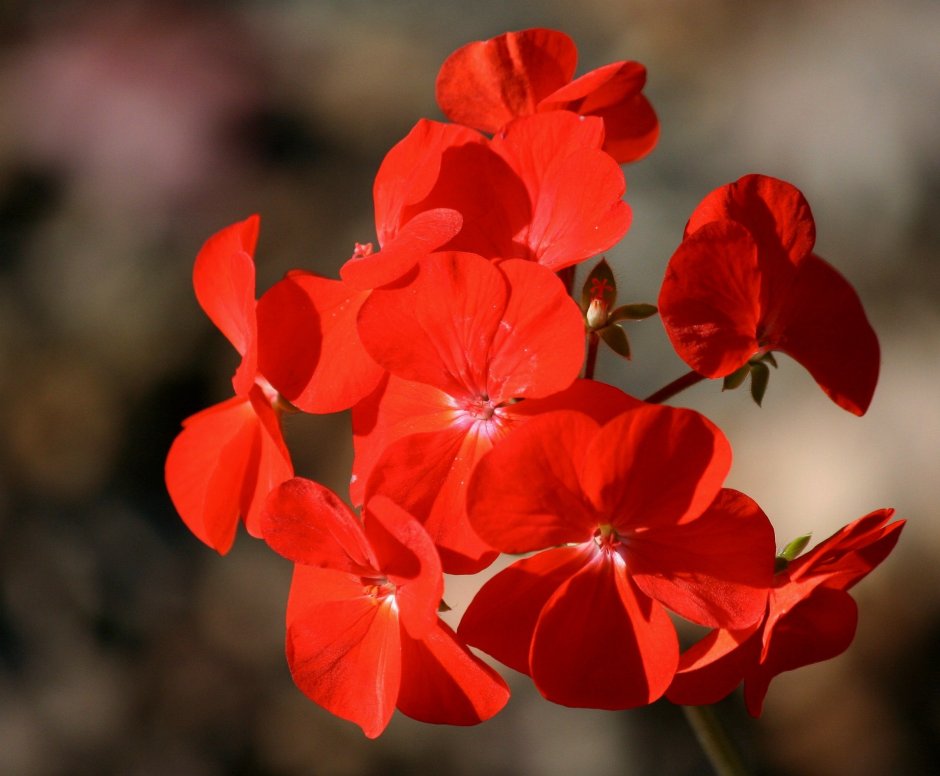 Красная пеларгония цветет
