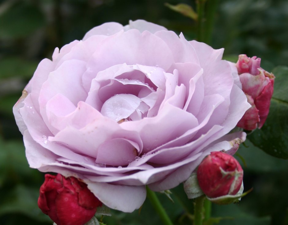 Роза маттиас клаудиус
