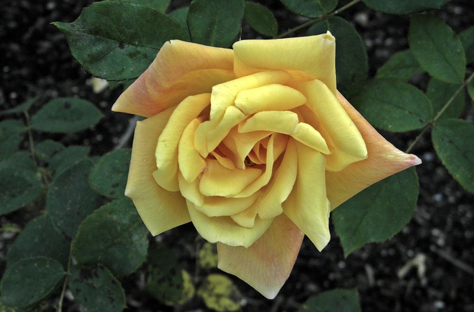 Роза флорибунда тиара