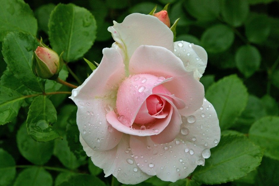 Камелия розовая цветок