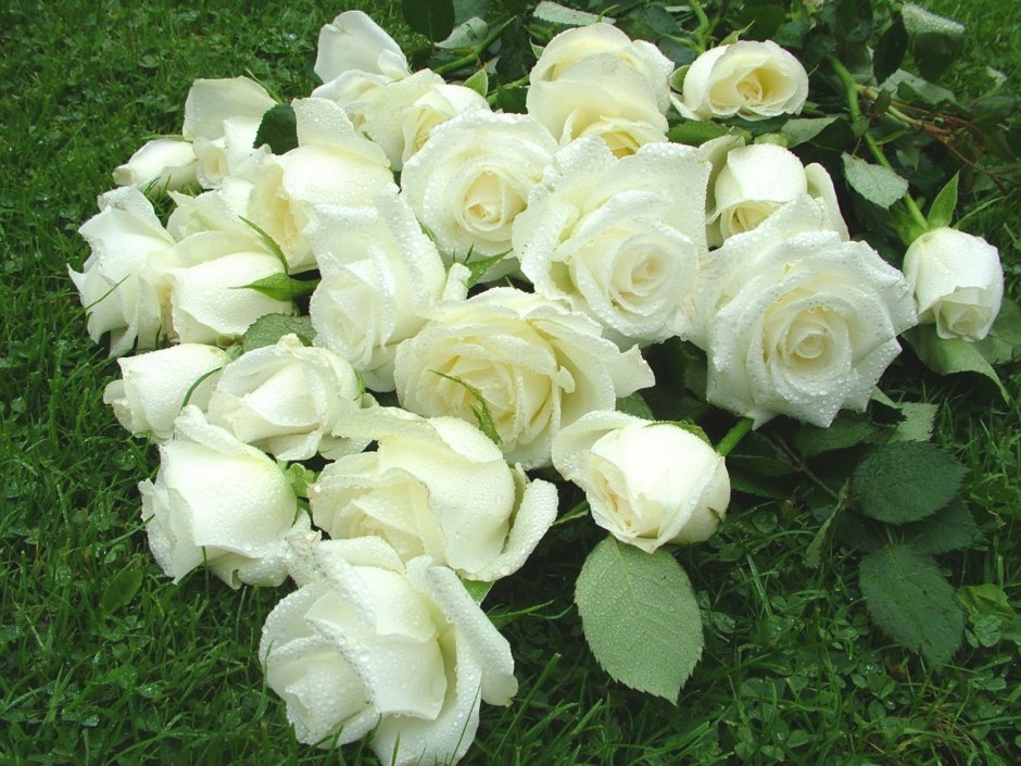 Белые розы ночью