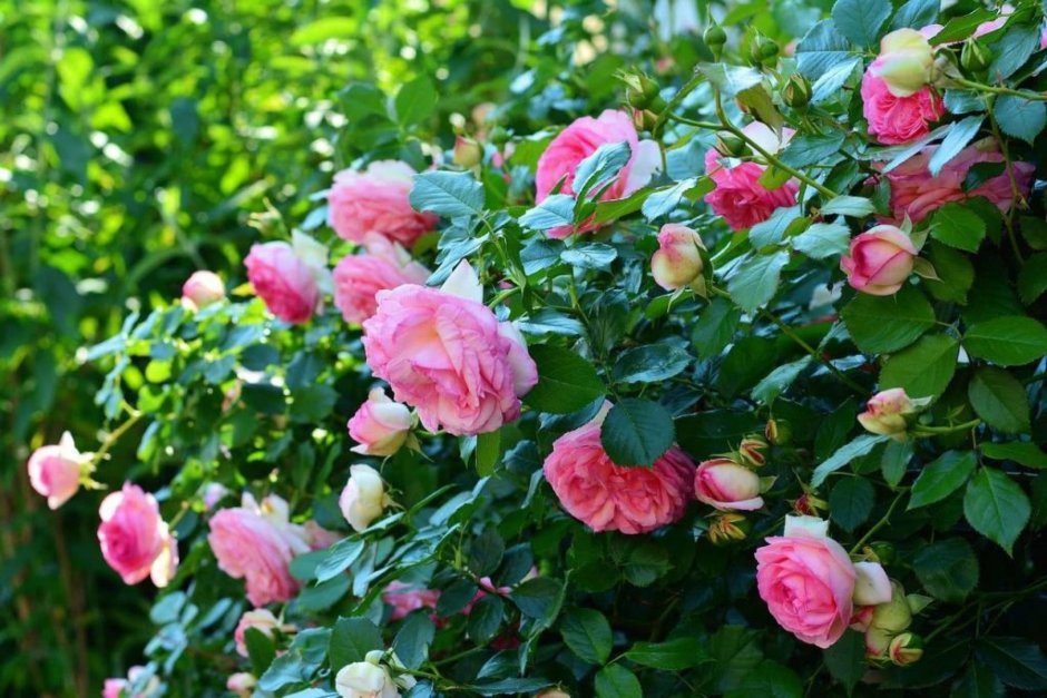 Штамбовые розы плетистые