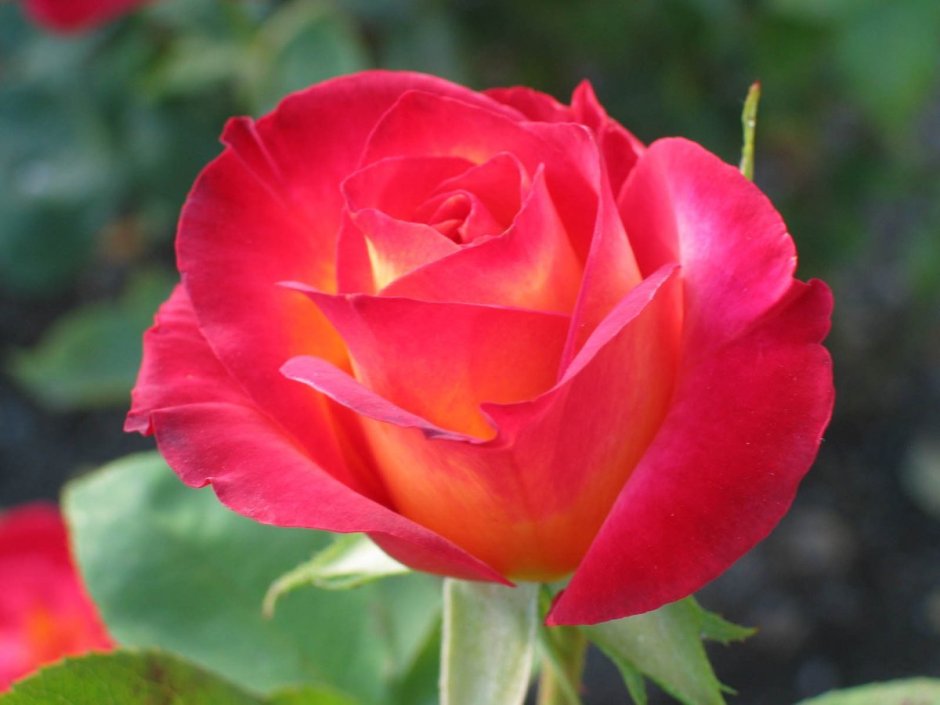Роза Парковая мархенланд