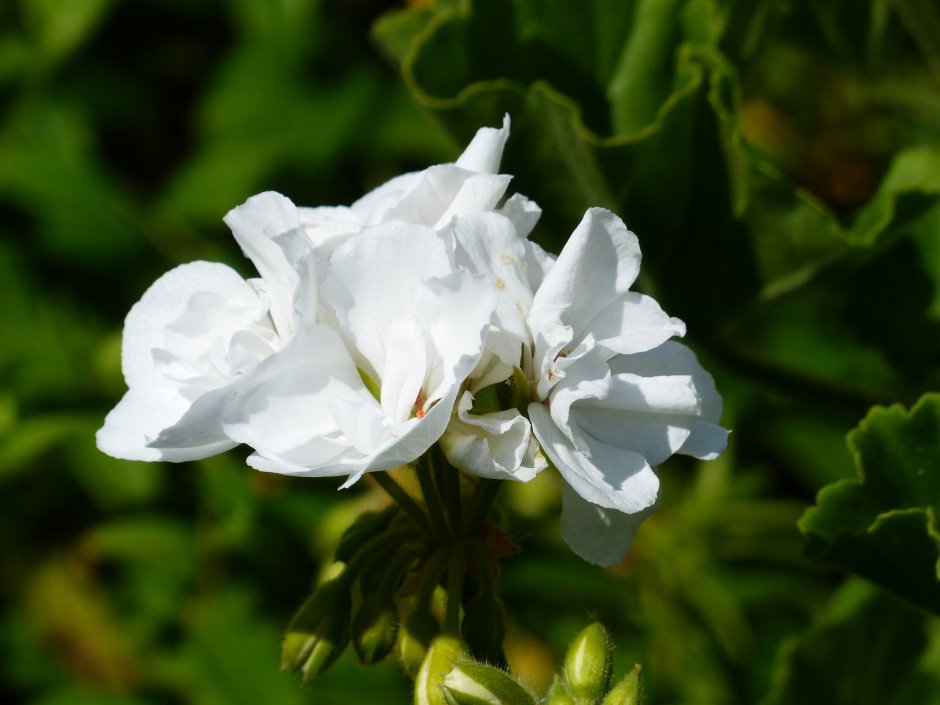 Пеларгония белая Садовая