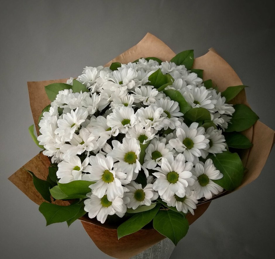 Хризантема бакарди Вайт