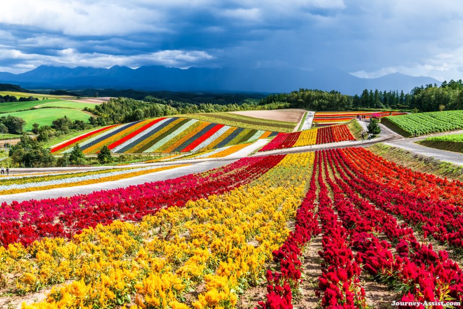 Цветочные плантации Эквадора