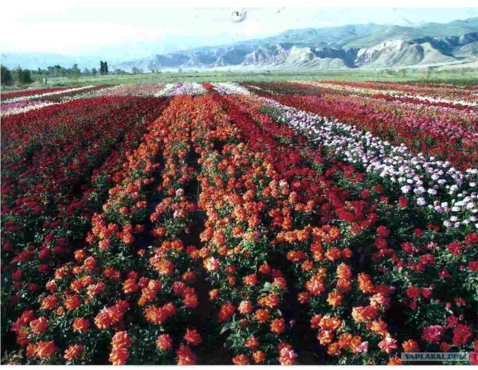 Премиум плантации эквадорской розы