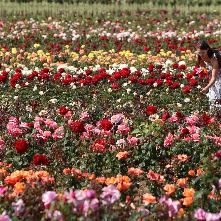 Цветочная плантация роз