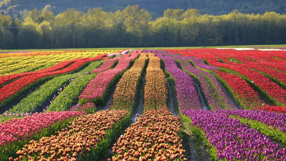 Тюльпановые поля в Италии