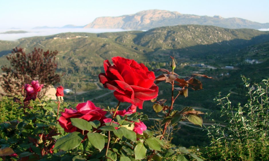 Долина роз (Rose Valley)  Болгария