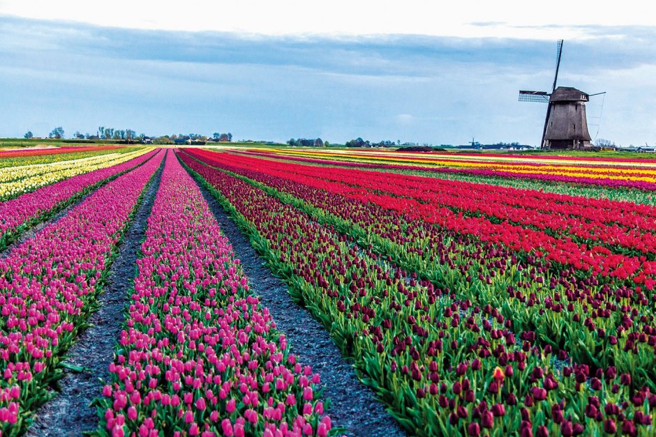 Нидерланды Амстердам тюльпанные поля